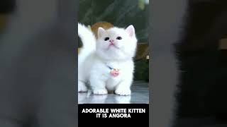 Watch the beauty of Angora Cat cats [upl. by Archibaldo]