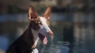 IBIZAN HOUND  appearance body playing barking [upl. by Leiser]