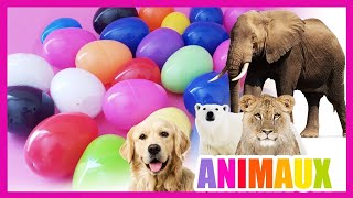 Apprendre les animaux  compétition des couleurs  Oeufs surprises  Titounis  Touni Toys [upl. by Hayashi885]