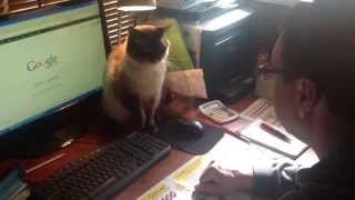 Crazy cat fights for computer mouse [upl. by Eed707]