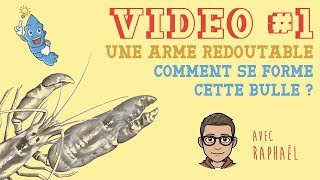 La crevettepistolet  une arme redoutable  Comment se forme cette bulle  1 [upl. by Meyers]