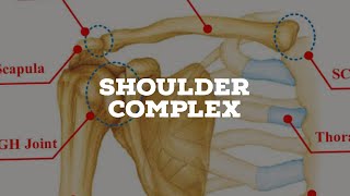 Shoulder complex introduction [upl. by Ester68]