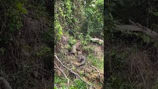 Magnificent Jaguar dealing with his meal jaguar bigcats wild conservation pantanalpathfinder [upl. by Pride]