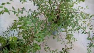 461  How to grow HENNA MEHNDI PLANTLAWSONIA INERMIS from cutting Hindi Urdu 29717 [upl. by Canon]