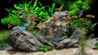 Dream Aquarium  2 Hours  8 Tanks 4K [upl. by Gnil433]