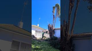 Pine tree removal timelapse tree skill treeclimber climber treeremoval treework skills work [upl. by Ethelin]