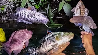 WOW ðŸ˜± La Mejor PESCA CON ARPÃ“N ðŸŸ Guapotes Tilapias y Blancos [upl. by Arracahs]