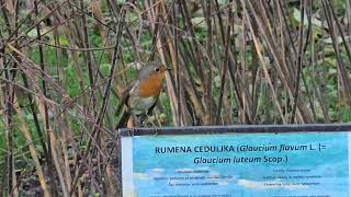 20241022 LJUBLJANA Botanični vrt PASSERIFORMES Erithacus rubecula TAŠČICA20241022 170950 [upl. by Antebi]