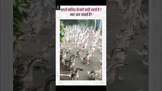 बत्तखें बारिश में क्यों खड़ी रहती हैंbattakh duck rain facts shorts [upl. by Duky]