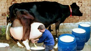 Highly Milking Biggest Udder Holstein Friesian Cow  How to increase Udder and Milk of Cows Buffalos [upl. by Pompei766]