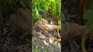 This little bunny looks so comfortablebunny rabbit lovely funny shorts pets animals [upl. by Olympias]