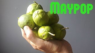 Maypop Review amp Jam Recipe  Weird Fruit Explorer Ep 226 [upl. by Daniyal175]