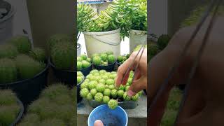 Panen Durian eh tanaman berduri 😁 shortvideo gardening [upl. by Imailiv]