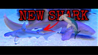 FEEDING OUR NEW BABY BONNETHEAD SHARKS  5500 GALLON SALTWATER TANK [upl. by Sirob]