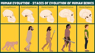 Human Evolution Video  Stages of Evolution of Human Beings  Learning Junction [upl. by Aneloj276]