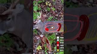 Real time shot placement on a whitetail Our latest video breaks down deer anatomy while bowhunting [upl. by Pavlov523]