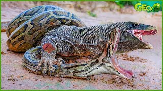 35 Most Fierce Survival Battles Komodo Dragon Fights Python Jaguar Crocodile Buffalo [upl. by Reklaw]