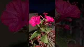 Mirabilis jalapa in bloom closed in the day open in the night 🔮🌜💫 magic flower night plant [upl. by Srini29]