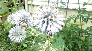 Blue Globe Thistle Echinops ritro [upl. by Seluj249]