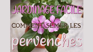 Cours de jardinage Québec🌱 Comment Semer les Pervenches de Madagascar FR QUÉBEC  ENG SUBTITLES [upl. by Grae587]