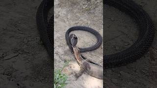 🐍🦎Black Cobra Snake is trapped in the strong bite of Monitor Lizard cobrasnakelizardswildlife [upl. by Pooley]