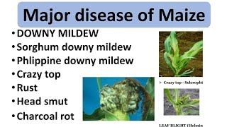 Major Disease of Mazie Crops and Symptoms  Favourable Conditions and Management [upl. by Kcirevam]