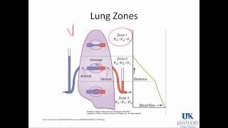 Ventilation Perfusion Matching [upl. by Kenelm549]