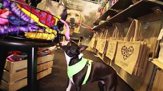 Interzoo 2018  Boston Terrier Dottie [upl. by Icrad862]