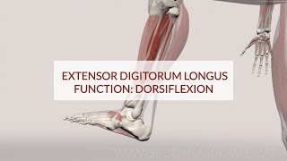 Extensor Digitorum Longus Function Dorsiflex 3d Animation [upl. by Obadias]