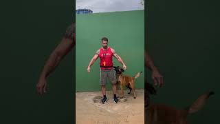 Malinois obedience dogtraining malinois adestramentodecaes cachorros [upl. by Colfin]