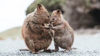 Adorable Quokka Videos A Close Look at the Worlds Happiest Animal Quokka [upl. by Buroker]