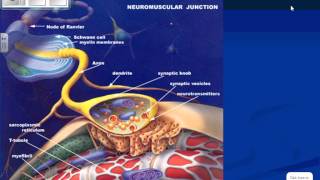 sliding filament theory explana [upl. by Wolfgang]