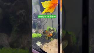 Pregnant Platy [upl. by Ferretti]