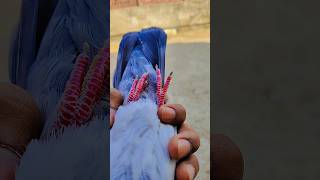 Malik bno pigeon shorts shortvideo youtube youtubeshorts viralvideo viralshorts pets [upl. by Kirsten]