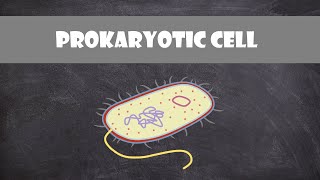 Prokaryotic Bacteria Cell Structure amp Function  Cell Biology [upl. by Yuria801]