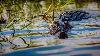 Suspected crocodile attack in Far North Queensland [upl. by Uziel]