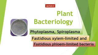 Phytoplasma Spiroplasma FXLB FPLB [upl. by Lesley]