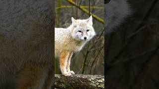 Corsac fox in the wild shorts ytshorts shortsvideo youtubeshorts [upl. by Dweck59]