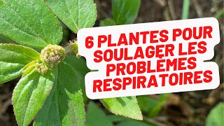 6 plantes du jardin créole pour les problèmes respiratoires et la brume de sable [upl. by Anis40]