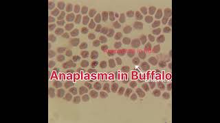 Anaplasma in RBC Blood Protozoa in Buffalo Blood Protozoa in Animal [upl. by Mendy921]