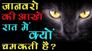 जानवरो की आँखे रात में क्यों चमकती है  Why animals eyes shine at night [upl. by Wyly131]