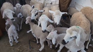 🇲🇦🎬🔥مباشرة من سوق الاسبوعي سبت سطات نقدم لكم أتمنة نعجة 🐑تاريخ تصوير 1312024 [upl. by Patric]