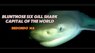 Diving with Bluntnose Sixgill Sharks in Redondo The Six Gill Shark Capital of the Pacific Northwest [upl. by Atalanta]