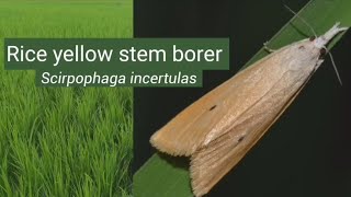 Rice yellow stem borer  Trichogramma  Biological control  Insect pests control insects [upl. by Roer893]