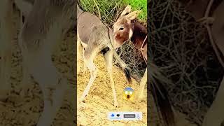 Donkeys after mating😱 donkeys animals shortvideo wildanimals donkeysmating animalsmating2024 [upl. by Burman140]