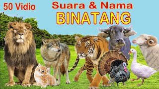 50 Binatang Dengan Suaranya [upl. by Anairda]