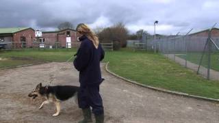 Being an RSPCA Volunteer Dog Walker [upl. by Meda]