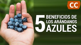 5 Beneficios de los Arándanos Azules  Ciencia de la Comida [upl. by Rilda]