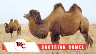 All About the Bactrian Camel 🐫 Facts and Information [upl. by Evod]