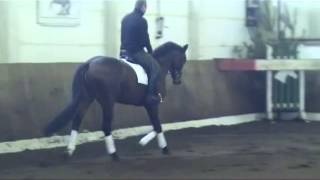 San MuscadetSilvio I stallion  2009 for sale [upl. by Kuska729]